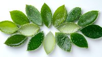 Fresh aloe vera plant leaves arranged in circular pattern on white background, cut pieces showing transparent gel inside with natural water drops.