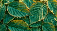 Green serrated leaves with golden edges creating natural botanical texture pattern for organic design projects and nature-themed backgrounds.