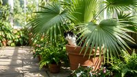 Young woman with light skin tone wearing casual summer clothing, tending to potted tropical plants including fan palms in a sunny garden setting, suitable for gardening, lifestyle, and home decor content.