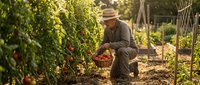 Senior man harvesting fresh tomatoes in organic vegetable garden during golden hour sunset. Sustainable farming and healthy lifestyle concept.