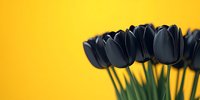 Black tulips bouquet against vibrant yellow background with copy space. Dramatic floral composition with dark moody flowers creates striking contrast.