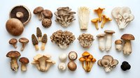 Assorted fresh and dried mushrooms including button, oyster, shiitake, chanterelle, and porcini varieties arranged on white background for culinary and food styling use.