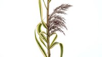 Ornamental grass stem with variegated striped leaves and feathery purple seed head, isolated on white background, ready for design use.