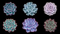 Colorful succulent plants isolated on transparent background, ready for t-shirt designs, clipart, stickers, sublimation, and print-on-demand projects.