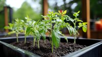 Young tomato seedlings growing in black plastic tray with rich soil, showing healthy green leaves and stems in home garden setting.