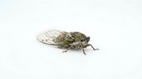 Isolated cicada insect with transparent wings on white background, suitable for educational materials, nature illustrations, and design projects.