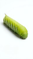 Green caterpillar with segmented body and fine spines isolated on white background. Suitable for nature, wildlife, education, and biology content.
