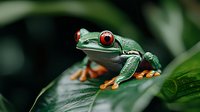 Red-eyed tree frog perched on wet tropical leaf in rainforest, vibrant green skin and orange feet visible against dark background, macro wildlife photography.