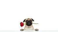 Adorable pug dog holding red rose in mouth for romantic Valentine's Day greeting card design on white background.