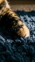 Close-up of tabby cat paws on dark textured fabric with warm sunlight, showcasing fur detail and feline behavior for pet care and lifestyle content.
