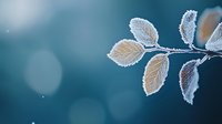 Delicate frost-covered leaves on branch against blurred teal background with bokeh lights create serene winter nature macro composition.