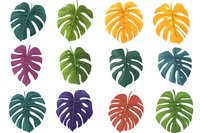 Colorful monstera leaves in various shades arranged in rows on white background, isolated botanical elements for tropical design projects and patterns.