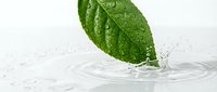 Fresh green mint leaf with water droplets creating splash ripples in clear liquid on white background for natural wellness and refreshment concepts.