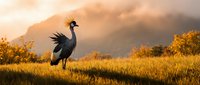 Majestic grey crowned crane standing in golden grassland at sunset with dramatic mountain backdrop and warm atmospheric lighting creating serene wildlife scene.