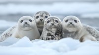 Four adorable spotted seal pups resting together in snow, looking directly at camera with curious expressions. Arctic wildlife scene showing marine mammal group behavior.