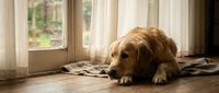 Sad golden retriever lying on wooden floor by rainy window with sheer curtains, evoking loneliness, waiting, and cozy home atmosphere.