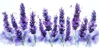 Lavender flowers with watercolor effect isolated on white background, suitable for botanical designs, wellness products, aromatherapy branding, and decorative applications.