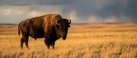 Majestic American bison standing in golden prairie grassland during sunset with dramatic cloudy sky. Wildlife conservation and nature photography concept.