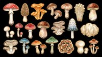 Mushroom and toadstool collection featuring various species in watercolor style, isolated on transparent background. Ready for clipart, t-shirt design, stickers, print-on-demand products, and sublimation projects.