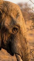 Close-up portrait of African elephant head showing detailed wrinkled skin texture and wise eye in warm golden sunset light for wildlife photography.