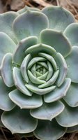 Close-up of green succulent plant with spiral rosette pattern and purple-edged leaves showing natural geometric symmetry in desert garden setting.