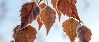 Frost-covered autumn leaves hanging on branch with detailed ice crystals and orange-brown foliage against soft blurred winter background for seasonal designs.