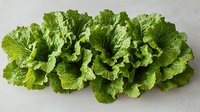 Fresh green lettuce leaves arranged in row showing natural texture and organic produce pattern, isolated on light gray background for food photography and menu design.