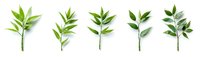 Fresh green bamboo leaves arranged in row on white background, isolated botanical elements for natural design projects and Asian-inspired layouts.