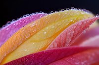 Vibrant pink and yellow flower petals with morning dew drops in macro photography. Natural abstract background showing delicate texture and water droplets.