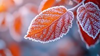 Delicate frost crystals outline red autumn leaves creating magical winter morning atmosphere with soft bokeh background and cold seasonal nature details.
