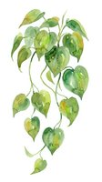 Watercolor painting of hanging green and yellow heart-shaped leaves on delicate stems, isolated on white background. Suitable for botanical designs, home decor, and nature-themed projects.