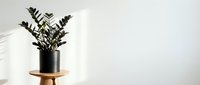 Zamioculcas zamiifolia plant in black pot on wooden stool against white wall, modern minimalist home decor and interior design element.