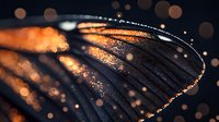Macro shot of butterfly wing with golden bokeh lights and sparkles, showing delicate transparent texture and natural patterns in dark atmospheric setting.