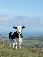 Adorable black and white Holstein calf standing in green pasture field under blue sky with rolling hills countryside landscape background.