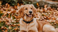 Golden retriever wearing collar sitting on autumn leaves and grass outdoors, perfect for pet care, dog training, and animal lifestyle content.