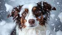 Australian shepherd dog portrait in winter snowfall, close-up view of brown and white purebred canine face with attentive expression against blurred snowy background.