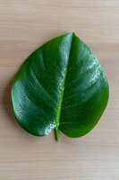 Fresh green monstera leaf with water drops on wooden background, minimalist botanical composition for natural decor and design projects.