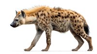 Spotted hyena walking in profile view isolated on white background, wild African predator with distinctive fur pattern and muscular build for nature and wildlife designs.