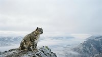Snow leopard sitting on rocky mountain peak with snowy landscape and cloudy sky in background. Wildlife photography showcasing endangered big cat in natural habitat.