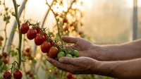 Farmer hands gently holding fresh ripe red cherry tomatoes on vine in warm golden sunlight. Organic gardening harvest concept for healthy eating and agriculture.