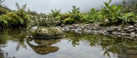 Frog sitting on mossy rock by calm water with lush green ferns creating perfect reflection in natural wetland habitat during misty morning light.
