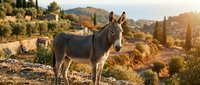 Donkey standing on hillside terrain with Mediterranean landscape, cypress trees, and golden sunlight during golden hour in rural countryside setting.
