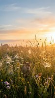 Meadow field with wildflowers and spider webs covered in morning dew at sunrise, golden hour landscape for nature and wellness backgrounds.