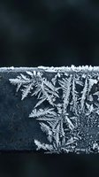 Delicate frost crystals forming intricate fern-like patterns on dark surface creating natural winter art with crystalline ice formations and frozen textures.