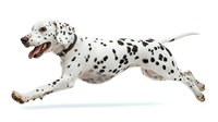 Dalmatian dog with spotted coat running in mid-leap against white background, isolated for design and advertising use.