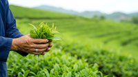 Farmer holding fresh green tea leaves in hands over lush plantation field, agricultural harvest and sustainable farming concept for organic crop production.