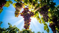 Ripe purple and green grape clusters hanging from vine branches with lush foliage against bright blue sky, suitable for agriculture, vineyard, harvest, and food production content.