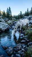 Spotted horse drinking from mountain stream surrounded by pine trees and rocky wilderness landscape during golden hour twilight in natural habitat.