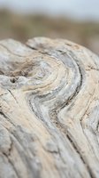 Weathered driftwood log with natural grain patterns and texture close-up macro shot for organic design projects and nature backgrounds.