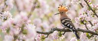 Hoopoe bird with distinctive crest perched on blooming cherry blossom branch in spring garden. Wildlife photography showcasing nature's beauty and seasonal renewal.